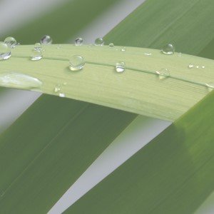 Was versteht man unter alternativen Gesundheits-Therapien